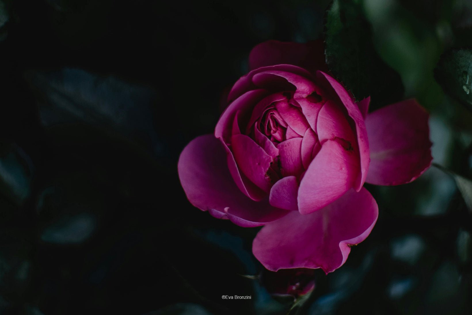 Les bienfaits de la rose, une fleur apaisante pour le corps et l’esprit